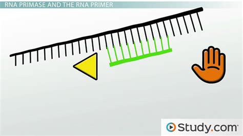 DNA Polymerase & RNA Primase | Functions & End Products - Lesson ...