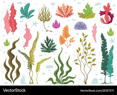 Seaweeds sea underwater plants ocean coral reef Vector Image