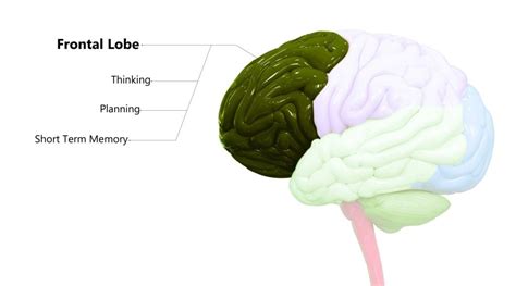 Prefrontal Cortex Diagram