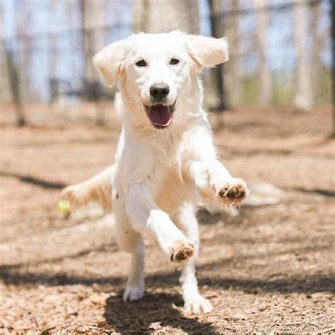 Are Golden Retrievers Easy To Train?