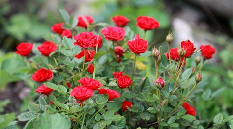 17 Miniature Rose Varieties for Compact Garden Spaces