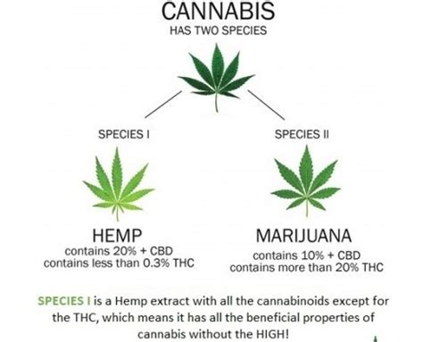 What's the difference between hemp and marijuana? - Wealth Thru Nutrition