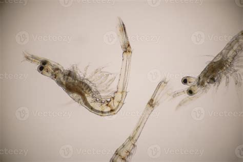 Closeup mysis stage of Vannamei shrimp in light microscope, Shrimp ...