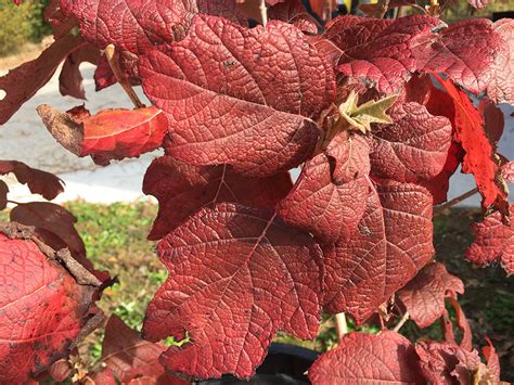 Oakleaf Hydrangea - Stately King of Hydrangeas – Cutting Edge Plants