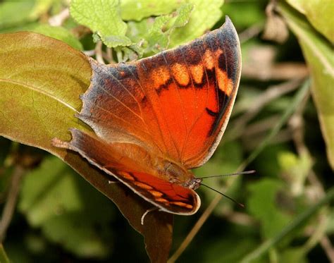 13 Best Botanical Gardens in Texas for Nature Lovers - Happy To Be Texas