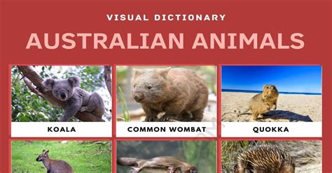 Australian Animals: List of Cute Australian Animals with Pictures • 7ESL