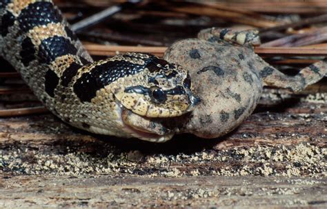 Southern Hognose Snake