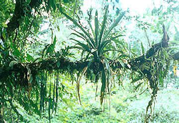 Epiphytes Plants