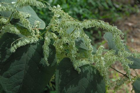 Invasive knotweed plants roots in Hopkinton - Hopkinton Independent