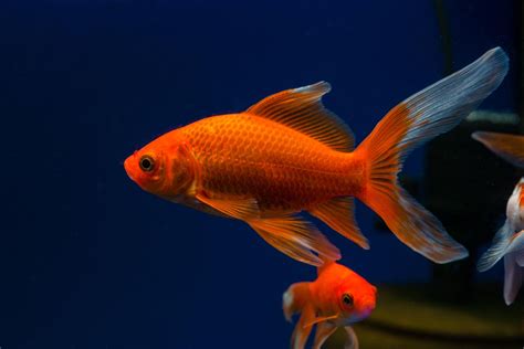 Comet Goldfish fish breed information | CatDogFish