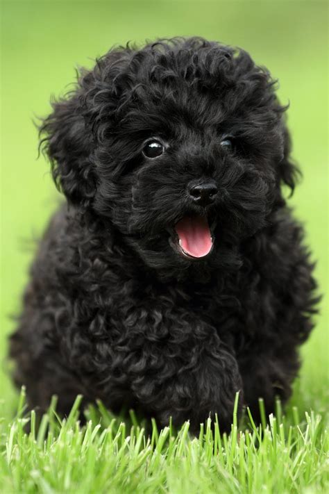 Poodle Puppies (20+ Perfect Pups) - Talk to Dogs