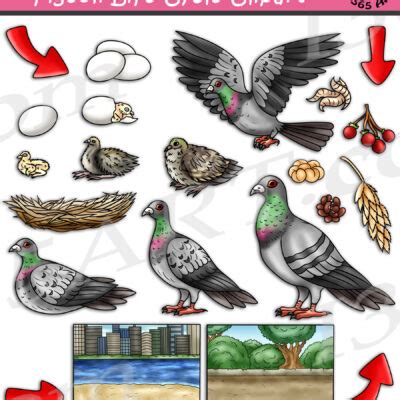 Pigeon Life Cycle Clipart Archives - Clipart 4 School