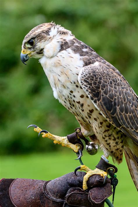 Bird of Prey Experience — the SCOTTISH countryman