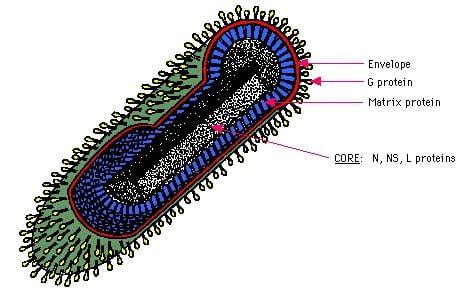 CLASSIFICATION OF RHABDOVIRIDAE - The Science Notes