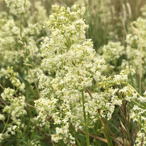 Clay Soil Meadow Mix | British Wildflower & Grass Seed | Habitat Aid