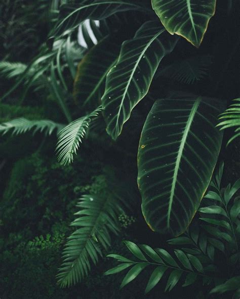 Nature Dark Green Aesthetic Wallpapers - Wallpaper Cave