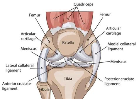 Hinge Joint Diagram Knee