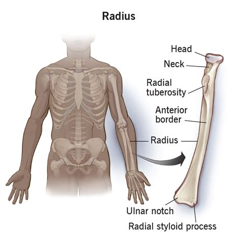 Radius Bone Diagram