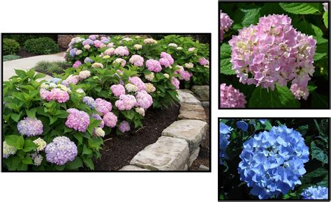 ENDLESS SUMMER HYDRANGEA – Hinsdale Nurseries