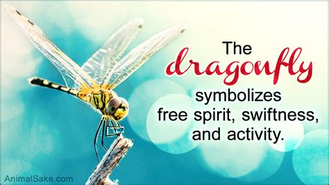 What Does a Dragonfly Symbolize? You'd Be Stunned to Know - Animal Sake