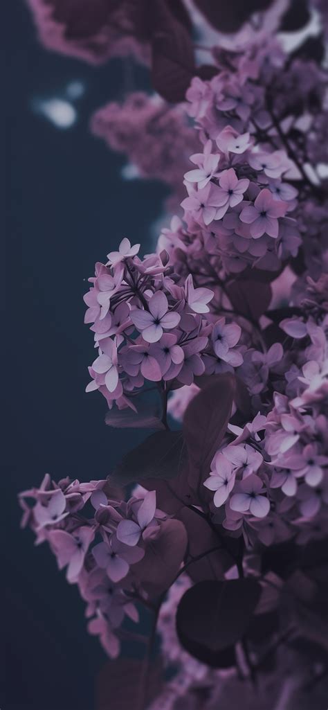 Share more than 58 aesthetic lilac wallpaper best - in.cdgdbentre