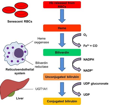 Bilirubin Metabolism Flow Chart