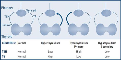 Thyroid Function Tests | American Thyroid Association