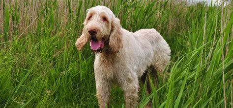 Italian Spinone - Pet Your Dog