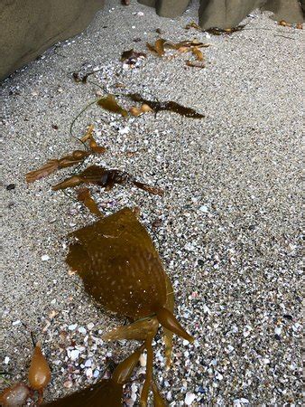 Shell Beach Tide Pools (La Jolla) - 2019 All You Need to Know BEFORE ...