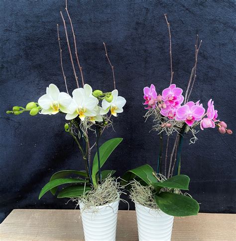 1 Small Phalaenopsis - My Blog