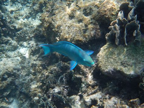 Snorkeling Roatán Honduras