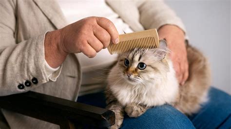 Fluff And Love: How Grooming Strengthens Your Bond With Your Cat - SHOUTS