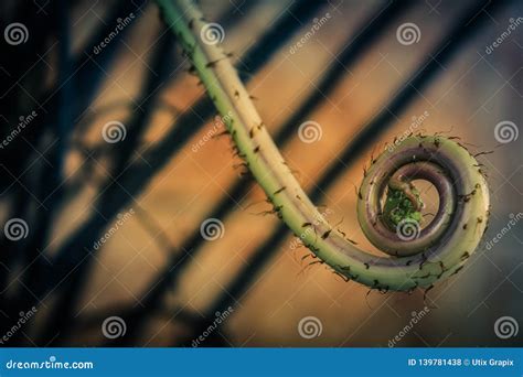 Spiral fern plant stock photo. Image of abstract, garden - 139781438