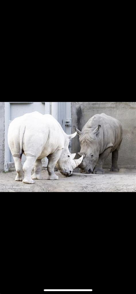 Look at this awesome picture of an albino rhino and and normal one ...