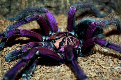 Tarantulatok Tarantula Normalisetarantulasaspets Tarantulas