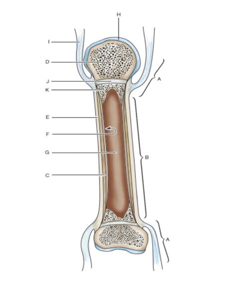 BIO 2100: Long Bones Diagram Diagram | Quizlet