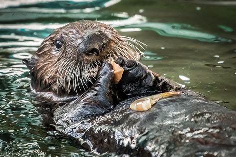 Sea Otter Pups | Babies! | Aquarium of the Pacific