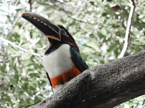 Toucan Bird · Free Stock Photo