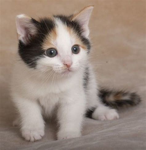 calico cat adoption near me - Tanesha Chau