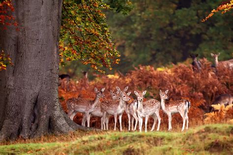 30 Awesome Animals Out And About This Autumn - 500px