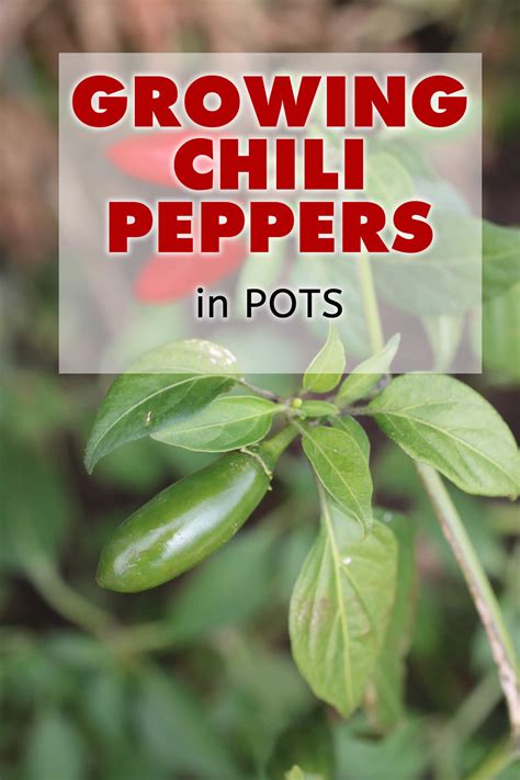 Growing Chili Peppers - Chili Pepper Madness