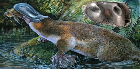 Fossil of giant platypus unearthed in Riversleigh