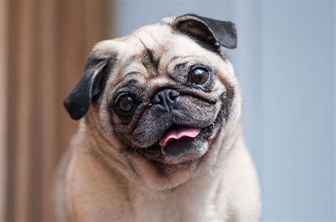 Pug | Description, Weight, Temperament, & Facts | Britannica