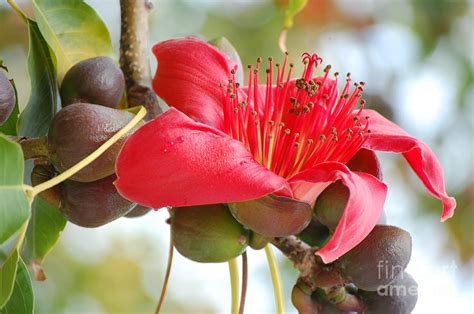 Red Cotton Tree 2 Photograph by Robert Meanor