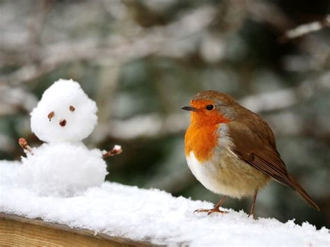 Twelve Birds of Christmas | Sussex Wildlife Trust