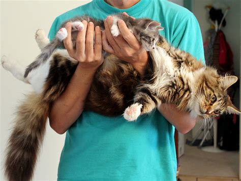 Maine Coon Cat Size Comparison