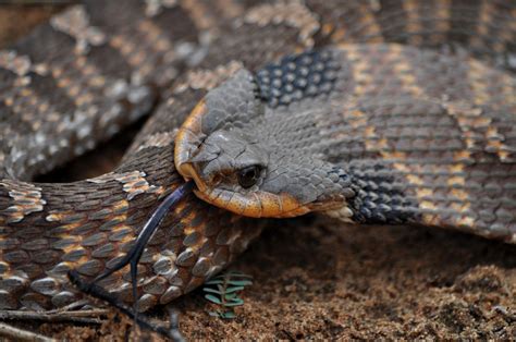 Hognose Snake - Wilder Good