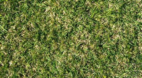 What Is The Best St. Augustine Grass Seed? Reviews & Buyers Guide ...