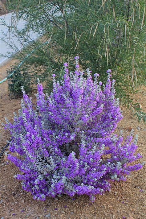 Drought Tolerant Flowers Texas