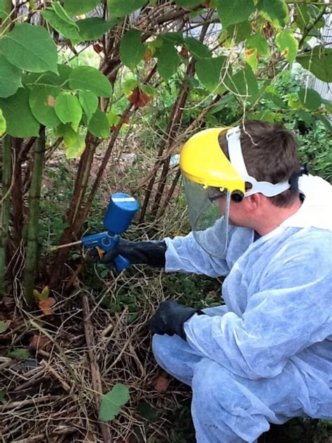 japanese knotweed removal - Treehogs